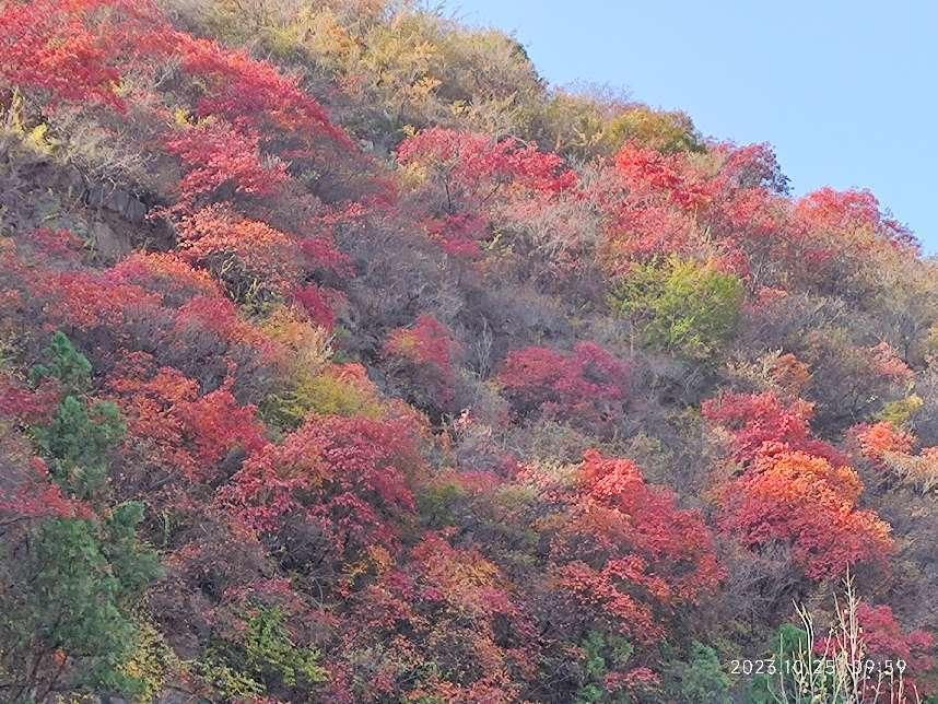 231026红叶1