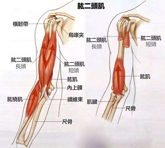 说明: 肱二头肌鼓起了疙瘩